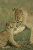 cub